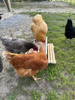 Alimentateur pour animaux de compagnie Mini Table de pique-nique Alimentateur pour poulets pour petits animaux