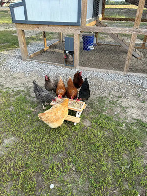 Alimentateur pour animaux de compagnie Mini Table de pique-nique Alimentateur pour poulets pour petits animaux