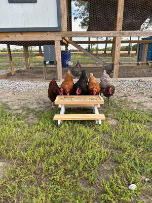 Alimentateur pour animaux de compagnie Mini Table de pique-nique Alimentateur pour poulets pour petits animaux