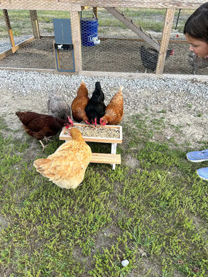 Alimentateur pour animaux de compagnie Mini Table de pique-nique Alimentateur pour poulets pour petits animaux