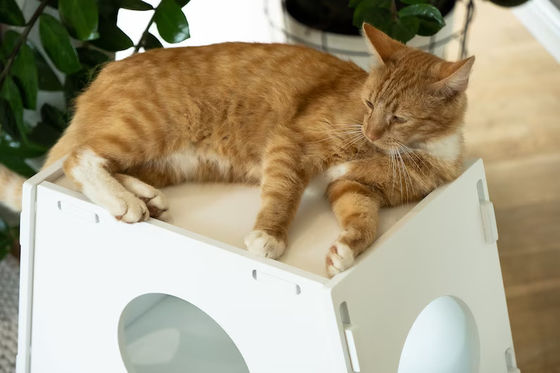 Appareil électroménager à l' intérieur moderne Cage pour animaux de compagnie Maison pour chien et chat Salon