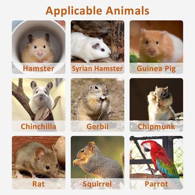 Plateforme debout pour hamster, jouet d'exercice, cage d'accessoires avec type de fermeture poussée